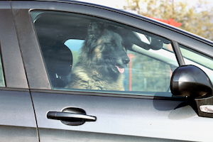 Dog in a Car