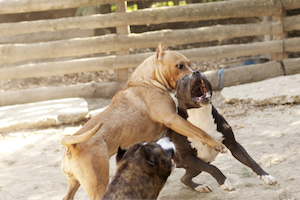 Dogs fighting