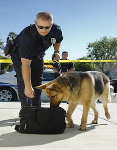 Drug detection dog in a crime scene