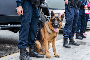 Drug detection dog